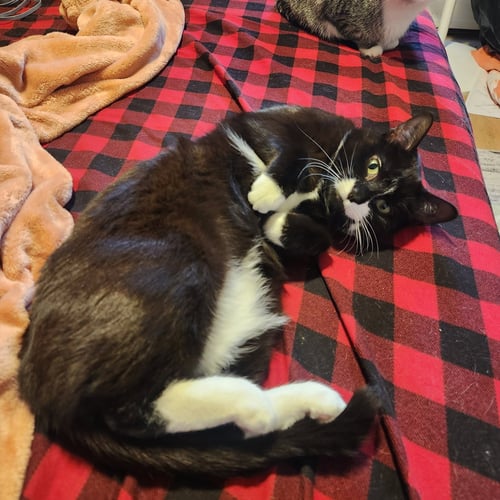 MOOSTASH - Domestic Short Hair available for adoption