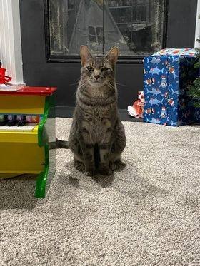 TYSON - Domestic Short Hair for adoption in Flint