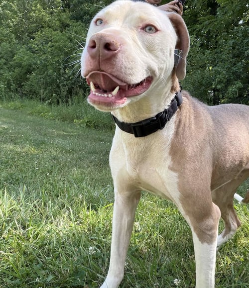 CALVIN - American Pit Bull Terrier for adoption in Flint