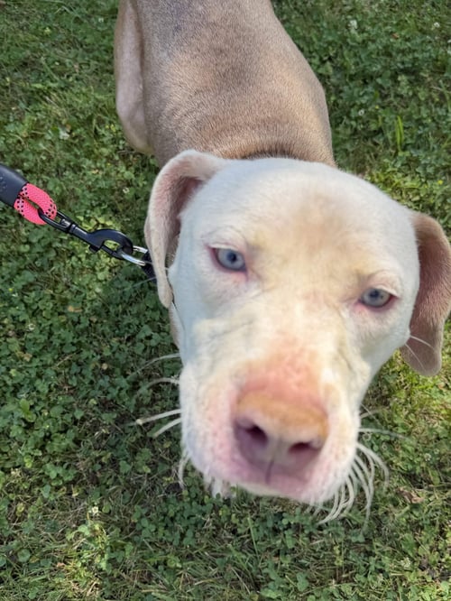 CALVIN - American Pit Bull Terrier available for adoption