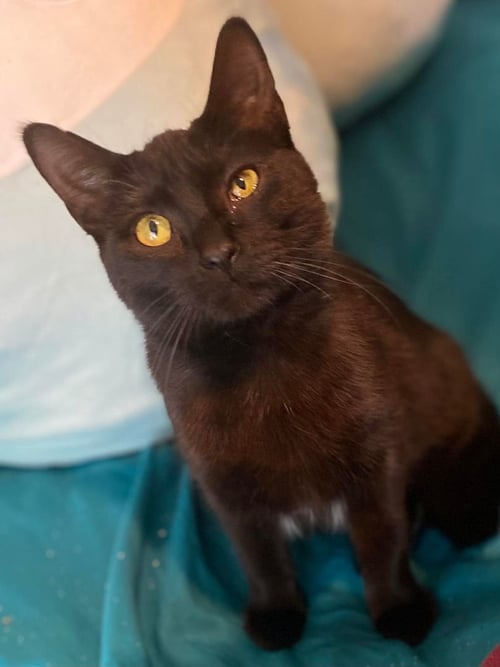 STELLE' - Domestic Short Hair for adoption in Flint