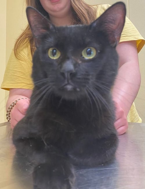 SEBASTIAN - Domestic Short Hair available for adoption