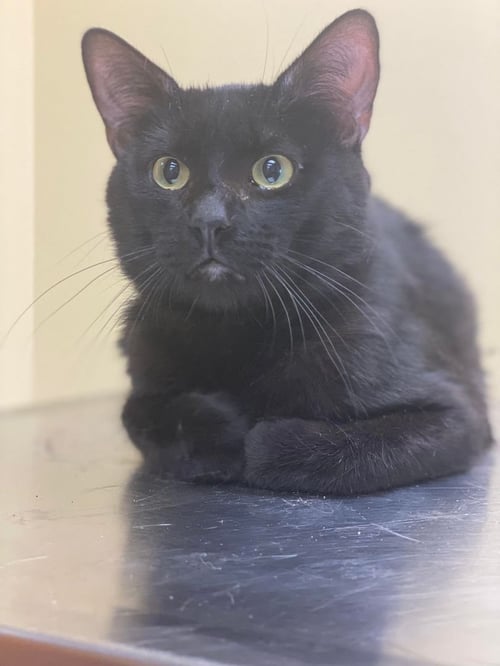 SEBASTIAN - Domestic Short Hair for adoption in Flint