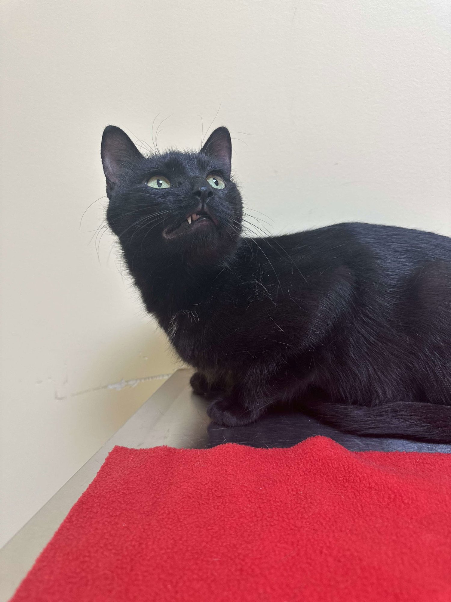 KIWI - Domestic Short Hair available for adoption