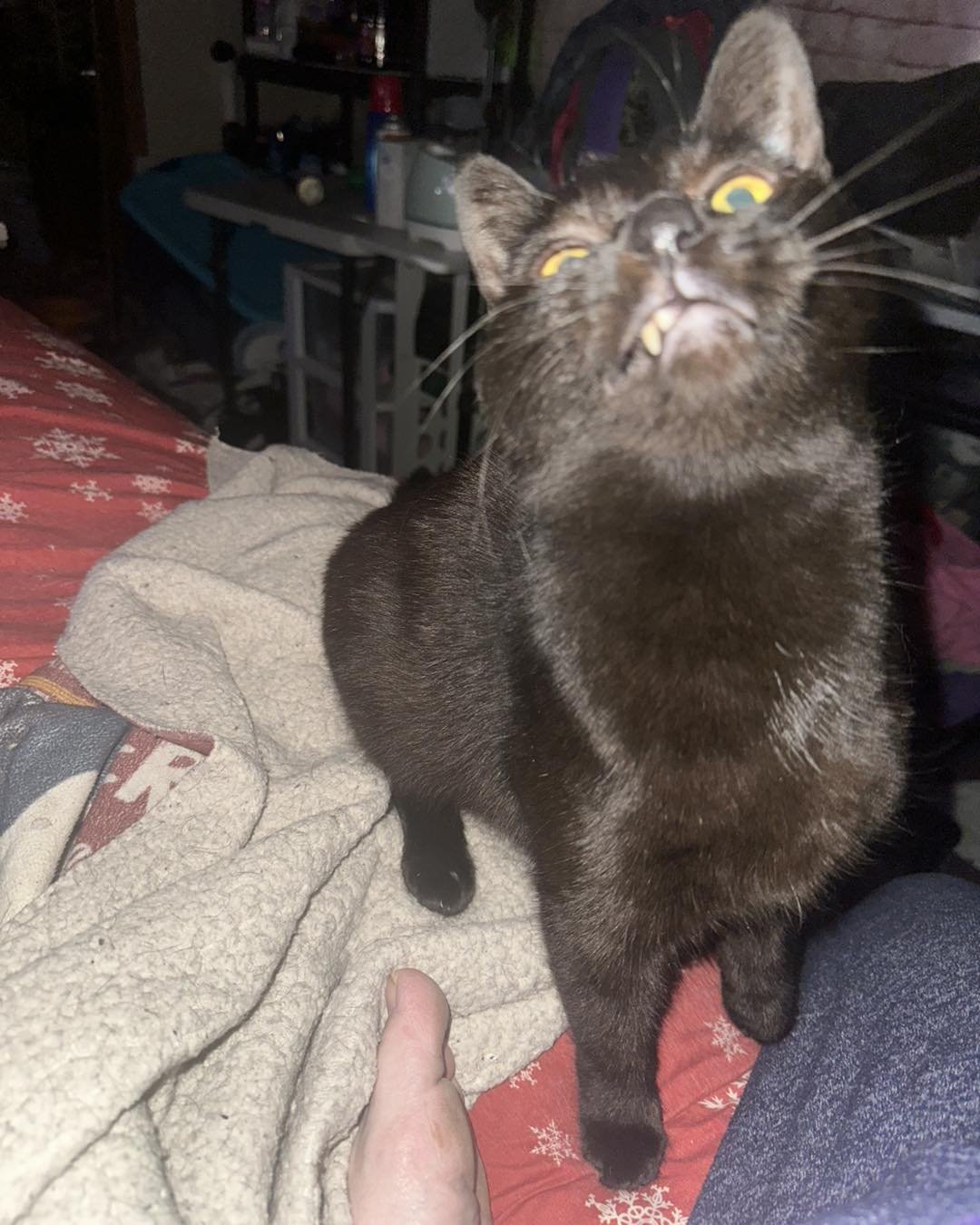 KIWI - Domestic Short Hair available for adoption