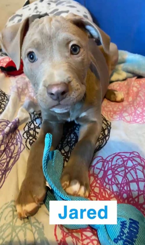 JARED - American Pit Bull Terrier for adoption in Flint