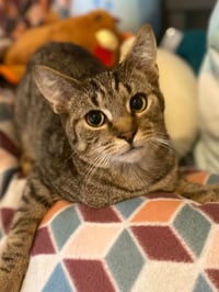 Tigger - Photo 1