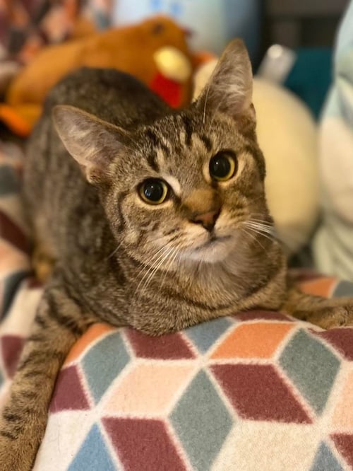 TIGGER - Domestic Short Hair for adoption in Flint