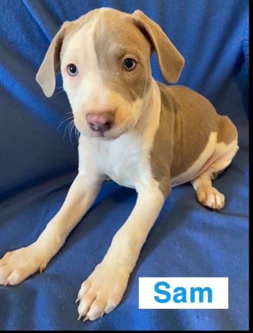 SAM - American Pit Bull Terrier for adoption in Flint