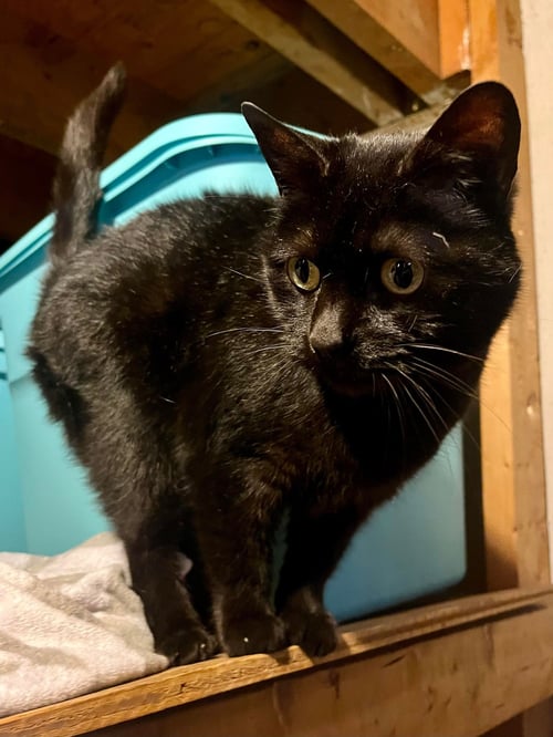 SASHA - Domestic Short Hair available for adoption