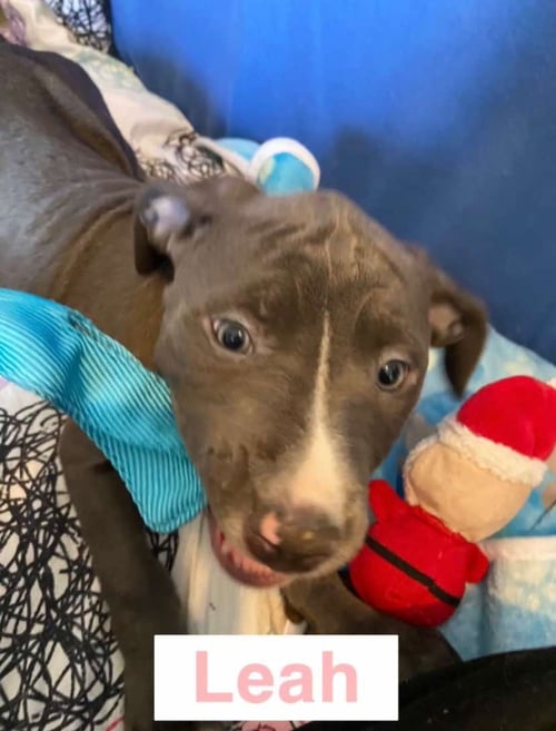 LEAH - American Pit Bull Terrier for adoption in Flint