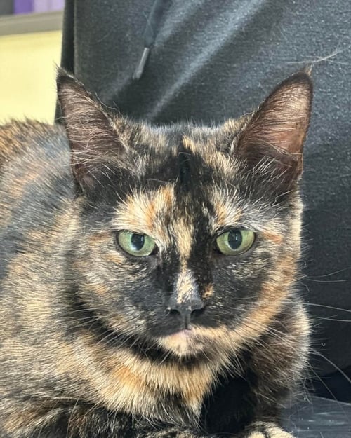 MISS VICKIE - Tortoiseshell for adoption in Flint