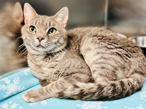 BAMA - Domestic Short Hair available for adoption