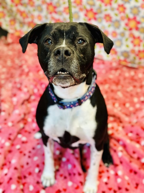 NALA - Pit Bull Terrier available for adoption