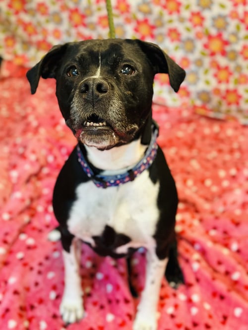 NALA - Pit Bull Terrier available for adoption