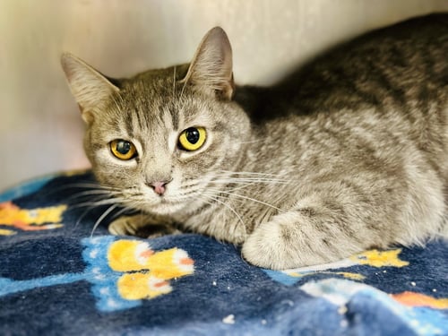 STORMY - Domestic Short Hair available for adoption