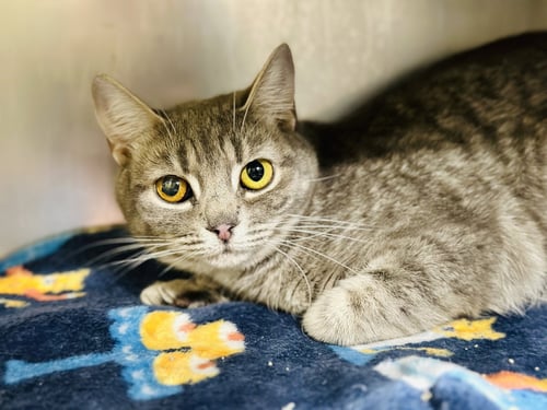 STORMY - Domestic Short Hair available for adoption