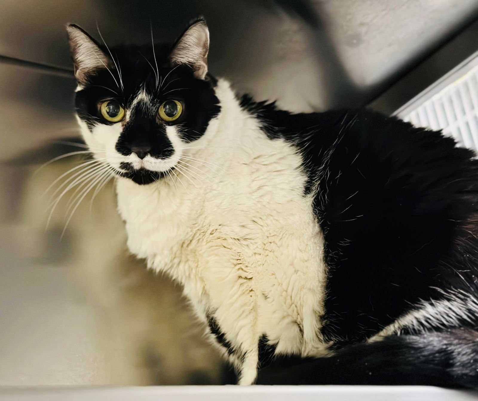 THLEMA - Domestic Short Hair available for adoption