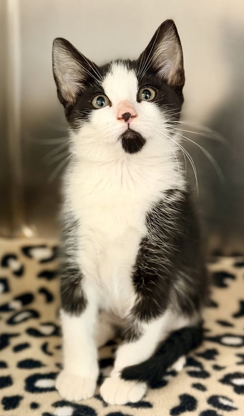 SABBATH - Domestic Short Hair available for adoption