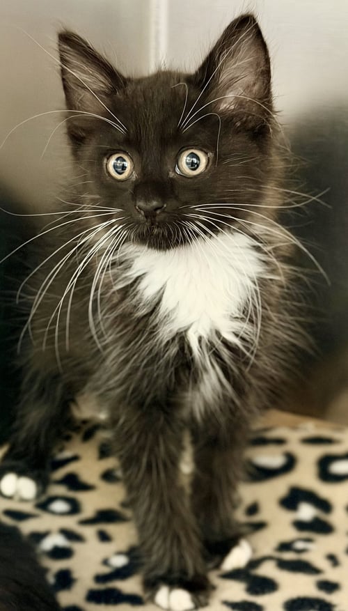 OZZY - Domestic Long Hair available for adoption