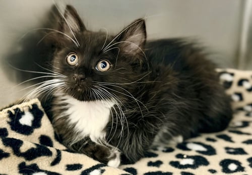 OZZY - Domestic Long Hair available for adoption