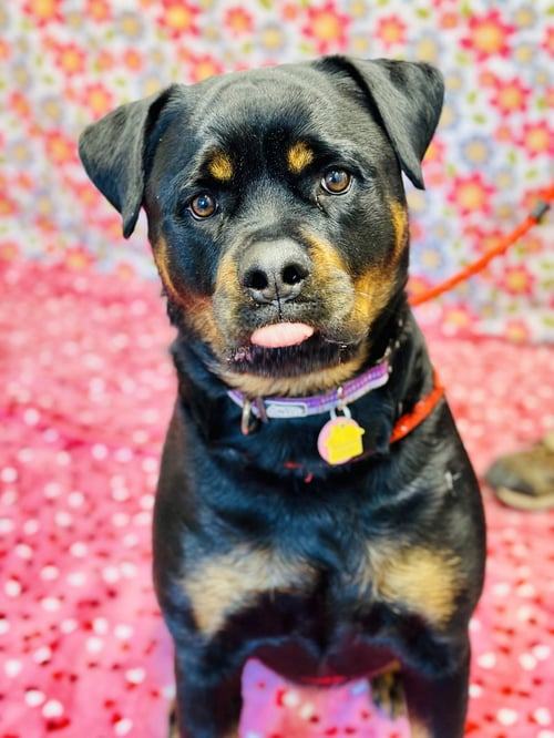 ZARA - Rottweiler available for adoption