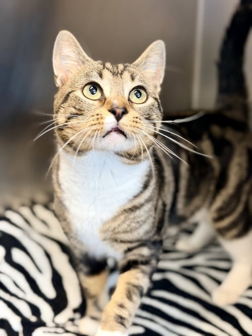 BUZZ - Domestic Short Hair available for adoption