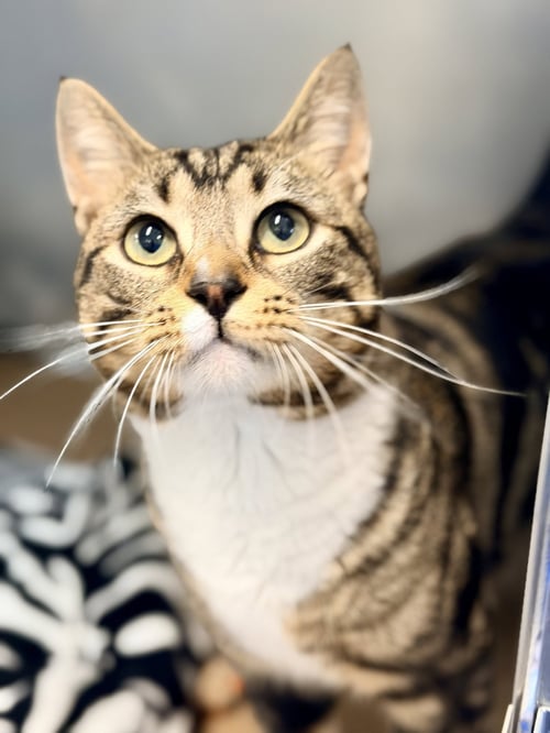 BUZZ - Domestic Short Hair available for adoption