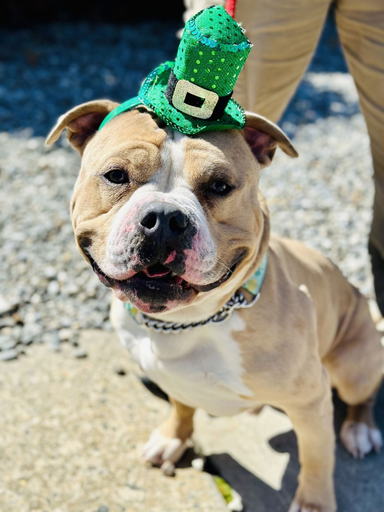 HAZE - Pit Bull Terrier available for adoption