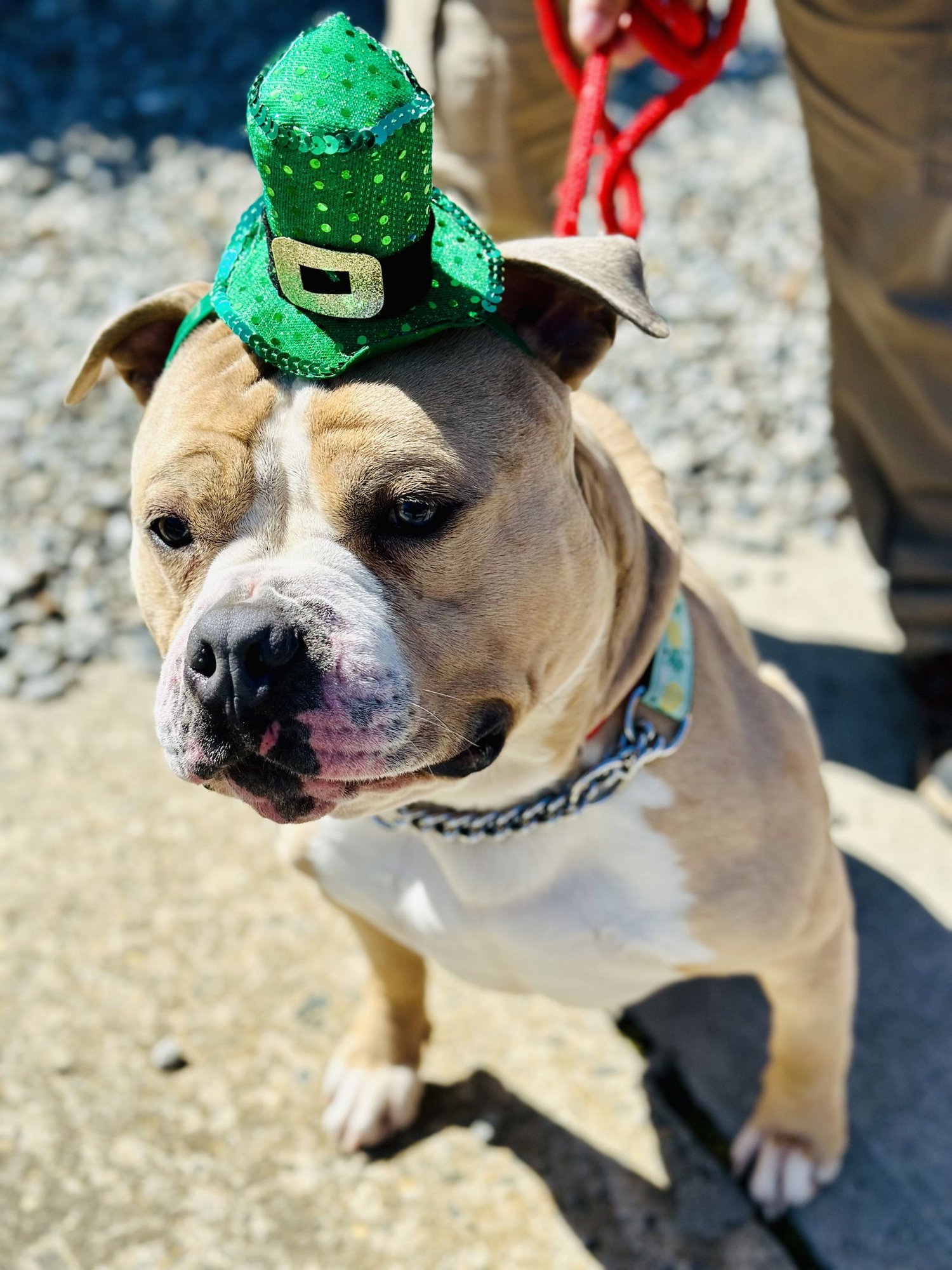 HAZE - Pit Bull Terrier available for adoption