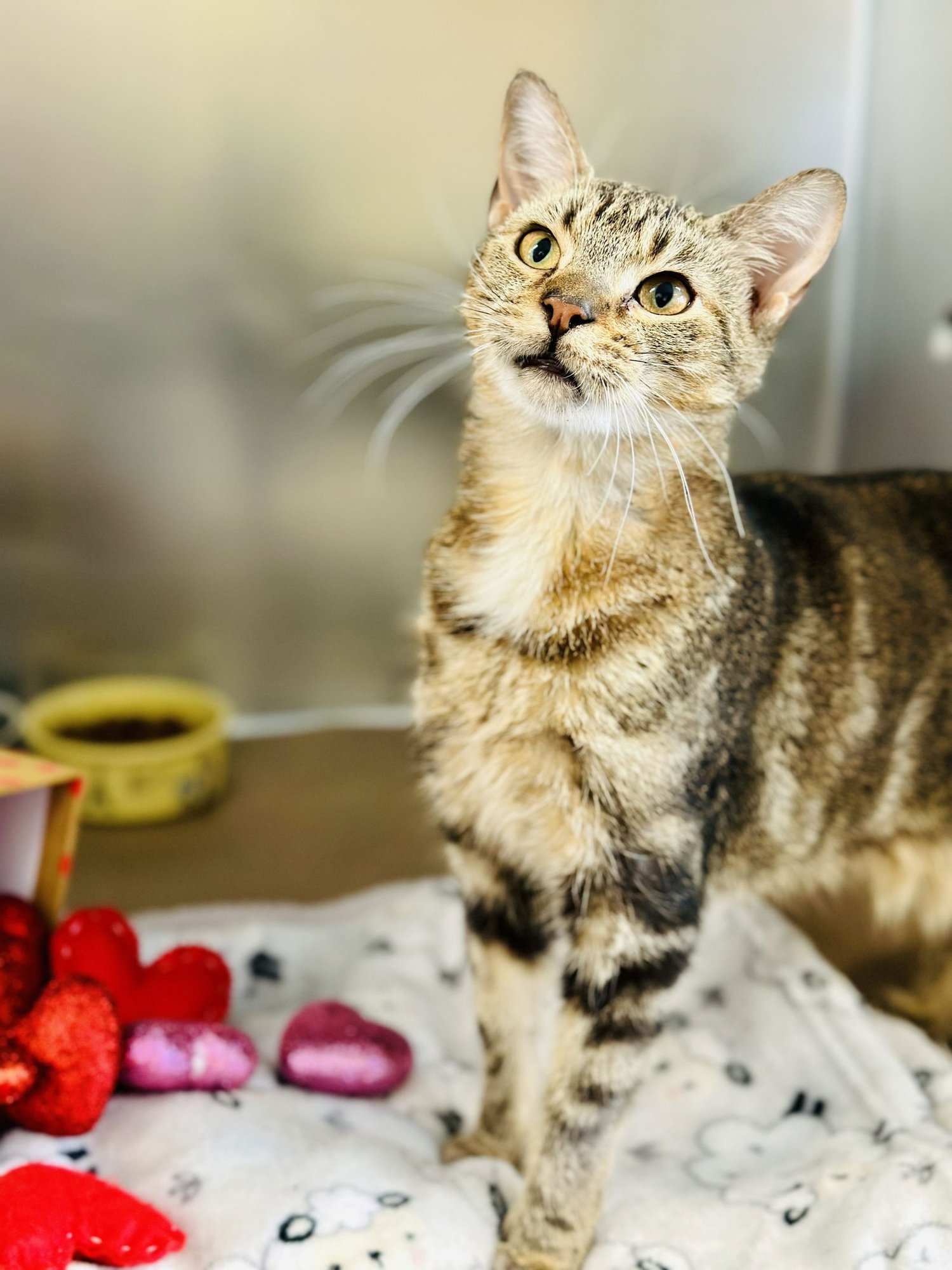 CHICKEN - Domestic Short Hair available for adoption