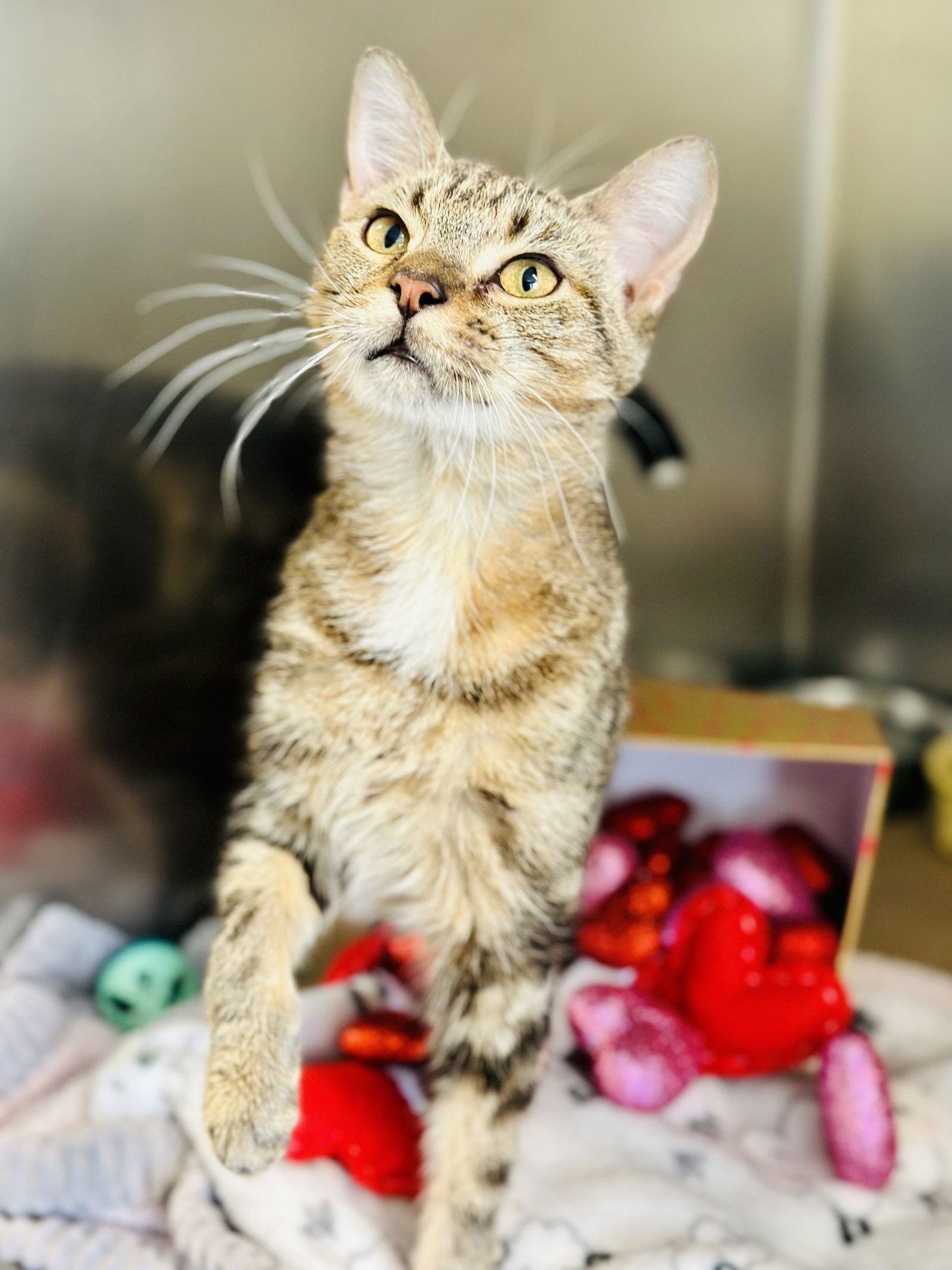 CHICKEN - Domestic Short Hair available for adoption