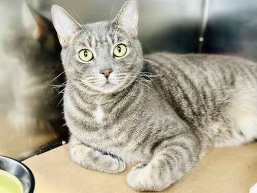 PAJAMAS - Domestic Short Hair available for adoption
