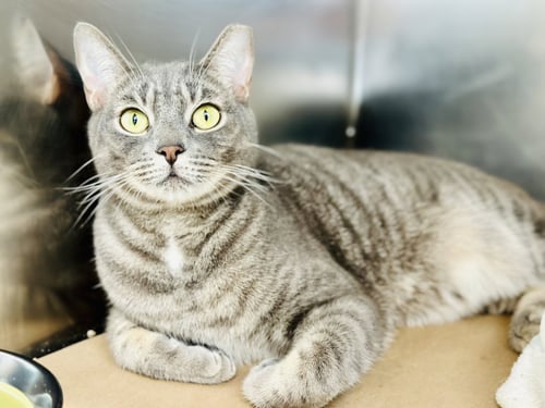 PAJAMAS - Domestic Short Hair available for adoption