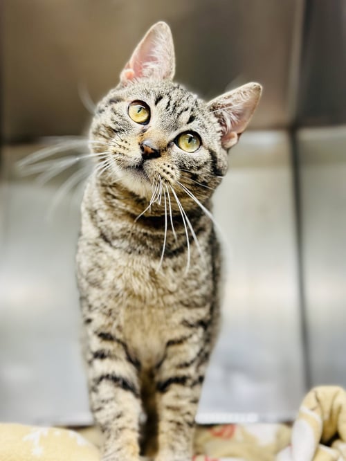 JUMANJI - Domestic Short Hair available for adoption