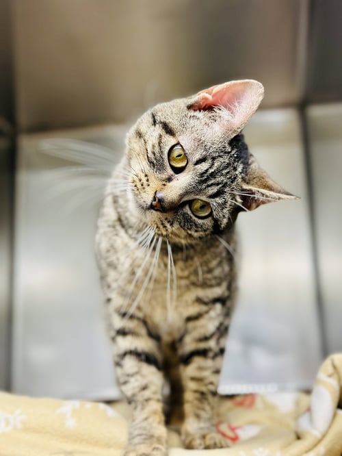 JUMANJI - Domestic Short Hair available for adoption