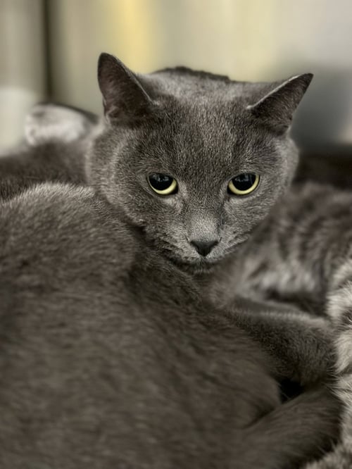 SCARLETT - Domestic Short Hair available for adoption