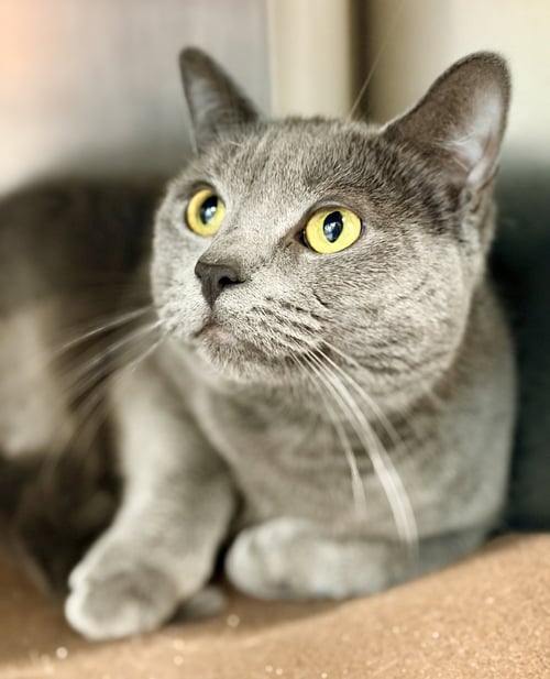 BABY CAT - Domestic Short Hair available for adoption