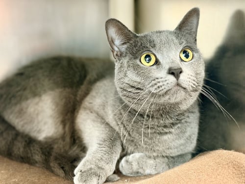 BABY CAT - Domestic Short Hair available for adoption