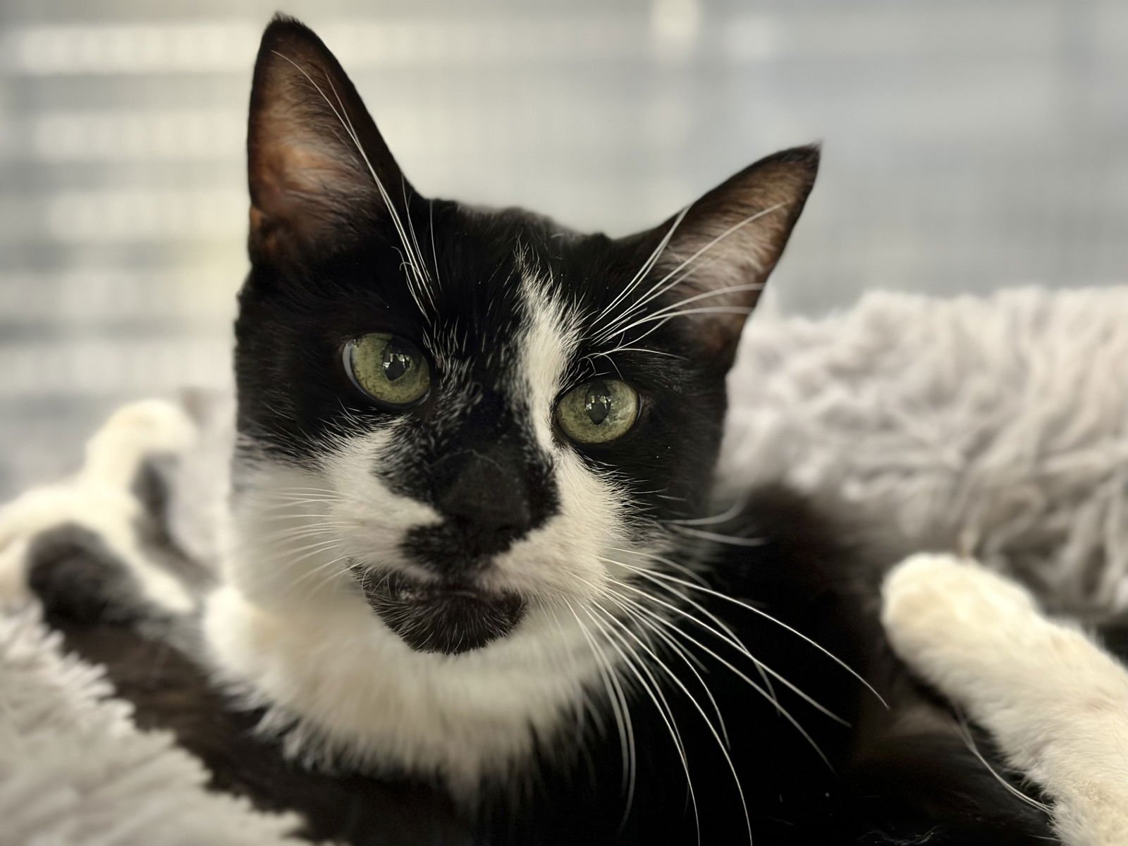 KABOODLE - Domestic Short Hair available for adoption