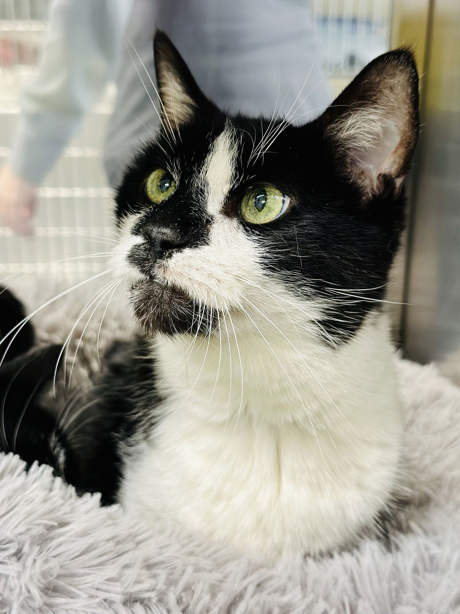 KABOODLE - Domestic Short Hair available for adoption