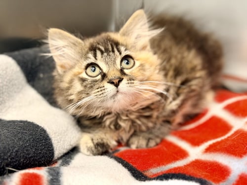 STEVIE - Domestic Long Hair available for adoption