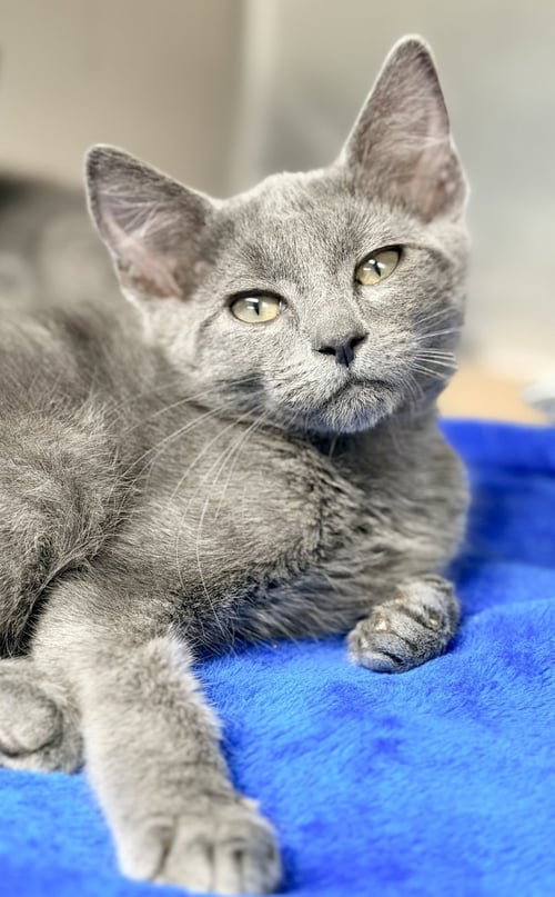 SLATE - Domestic Short Hair available for adoption