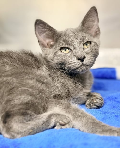 SLATE - Domestic Short Hair available for adoption