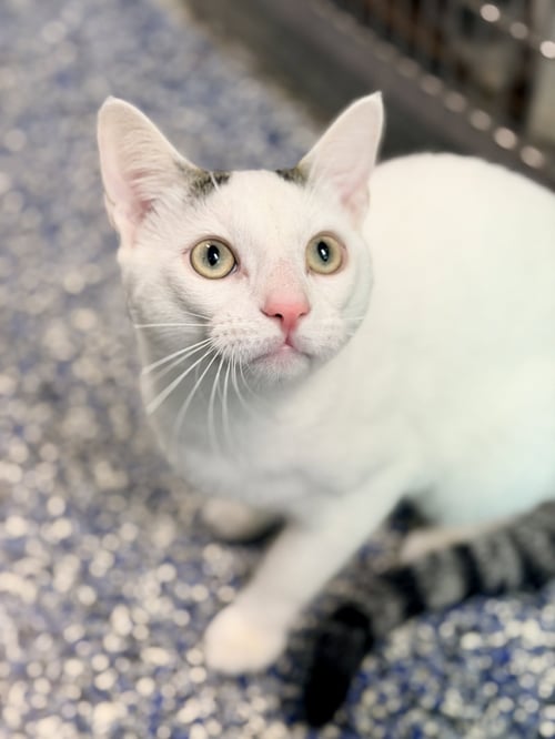 COCO - Domestic Short Hair available for adoption