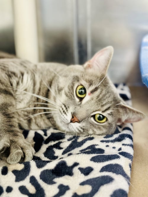 TILTON - Domestic Short Hair available for adoption