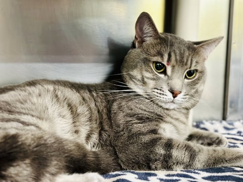 TILTON - Domestic Short Hair available for adoption