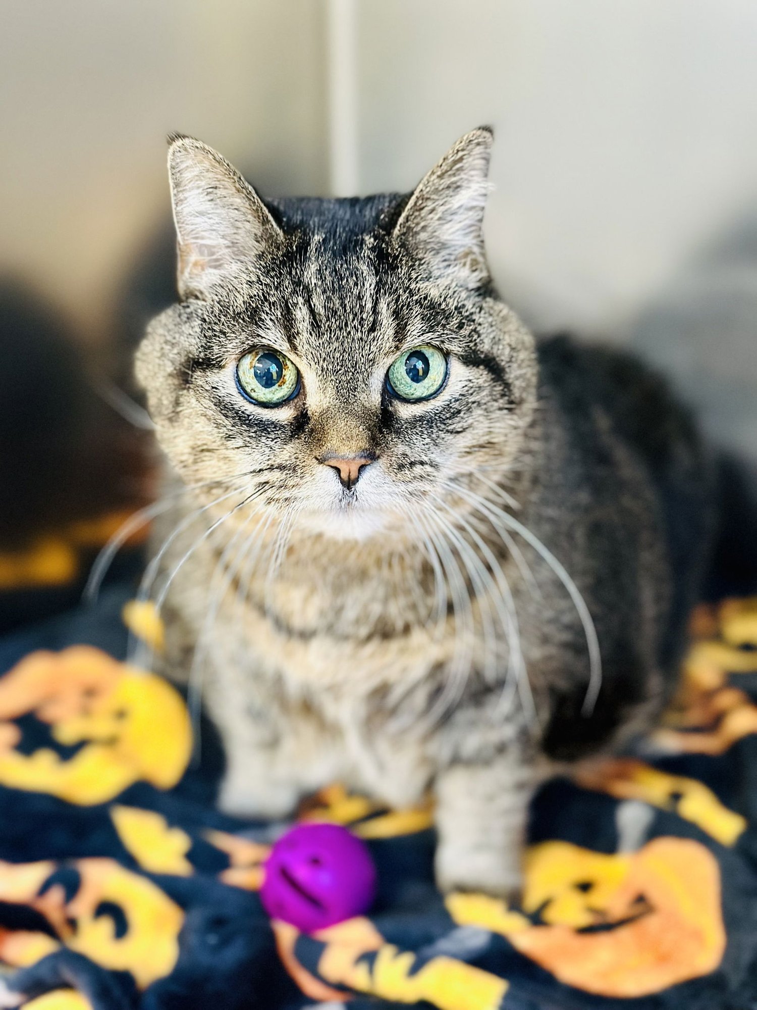 ABIGAIL - Domestic Short Hair available for adoption