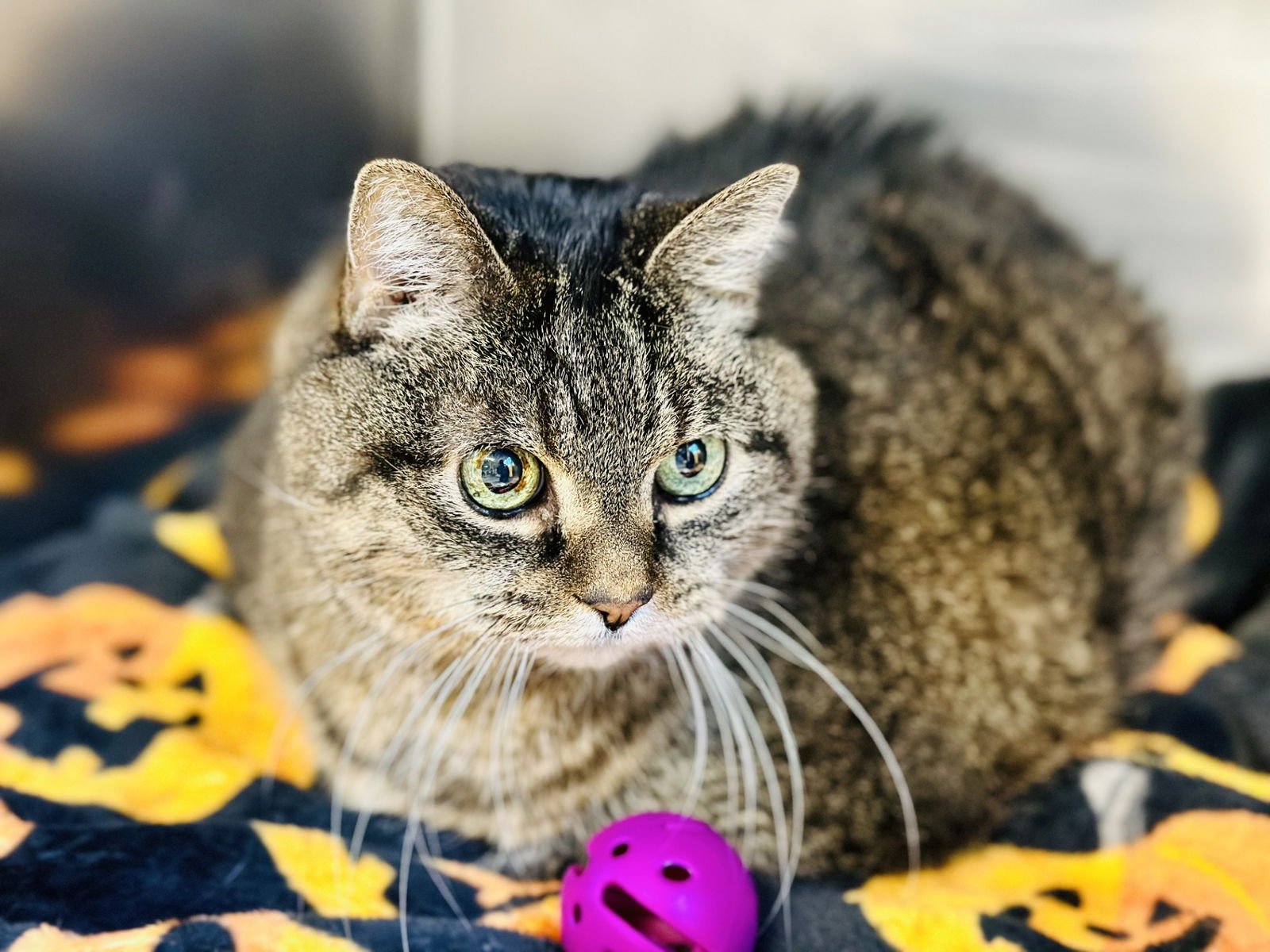 ABIGAIL - Domestic Short Hair available for adoption