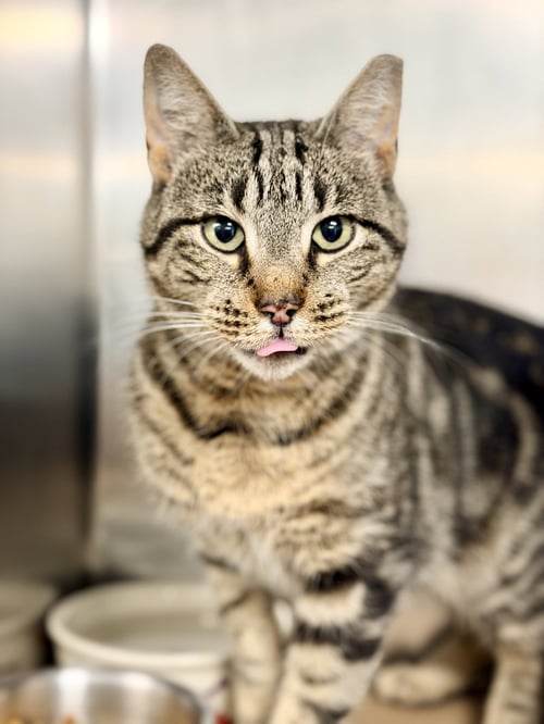 TAYLA - Domestic Short Hair available for adoption